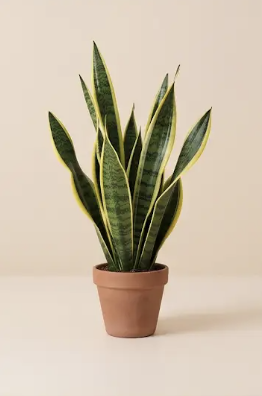 Sansevieria