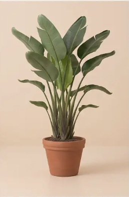 Strelitzia