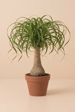 Beaucarnia