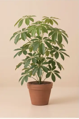 Schefflera