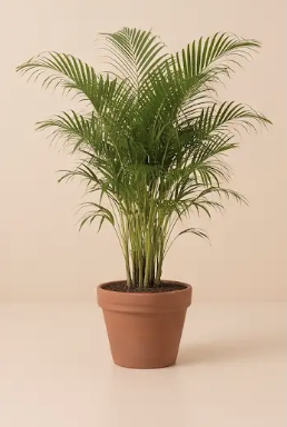 Kentia