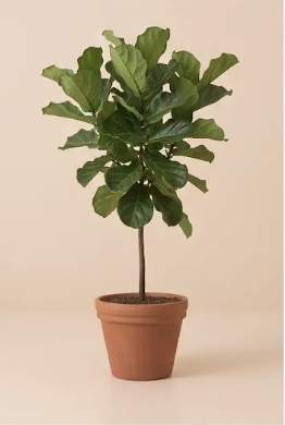 Ficus Lyrata