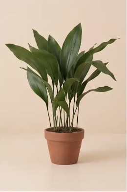 Aspidistra