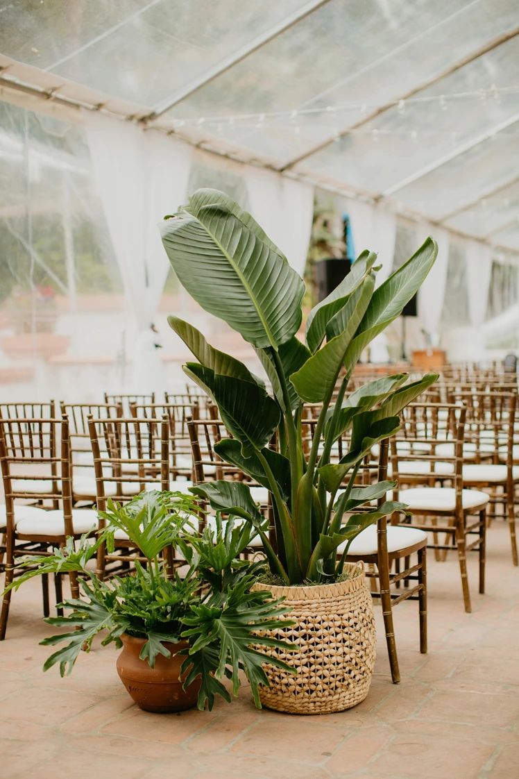 Instalación vegetal de Branca