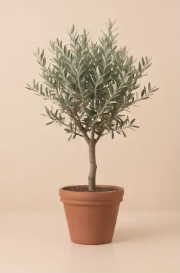 Olivo